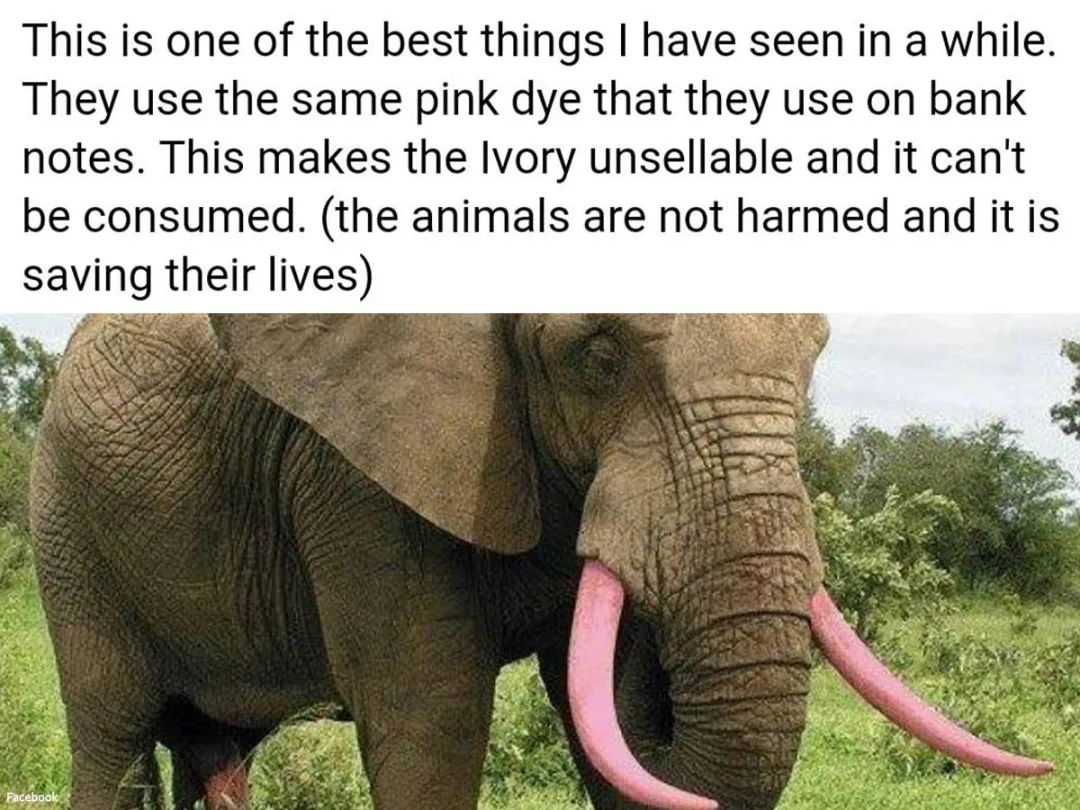 自然科普：把犀牛角和象牙染成粉色，就能防止盗猎了吗？