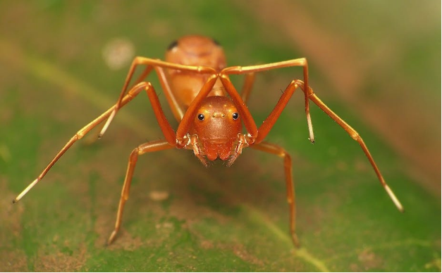 自然科普：蜘蛛伪装成蚂蚁，真实缘由原由居然满是血泪……