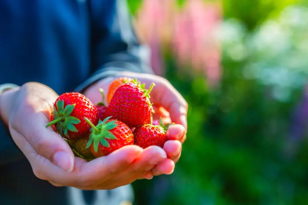 生活科普：草莓是最“脏”的生果吗？
