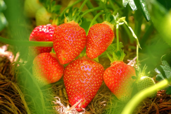 草莓是最“脏”的水果？