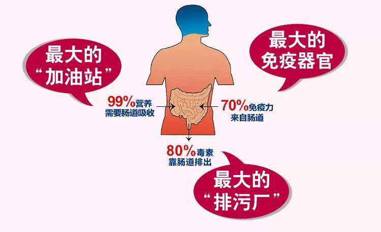 特殊时期，提升身体免疫力，需要注意肠道健康