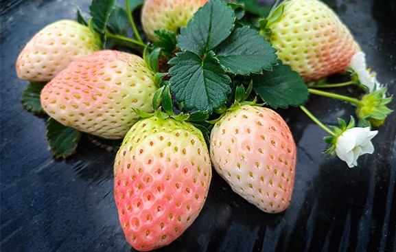 白草莓有毒不能吃吗？