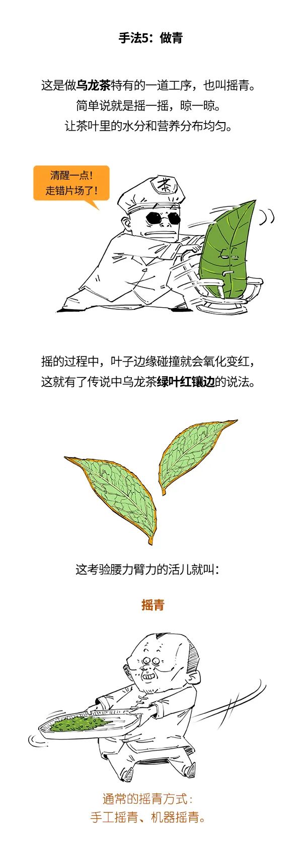 红茶、绿茶、乌龙茶，竟然是一家？：科普中国