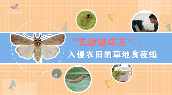 【智惠农民】一线调研·下田故事丨虫害“监测者”：“害虫天气预报”是如何诞生的？