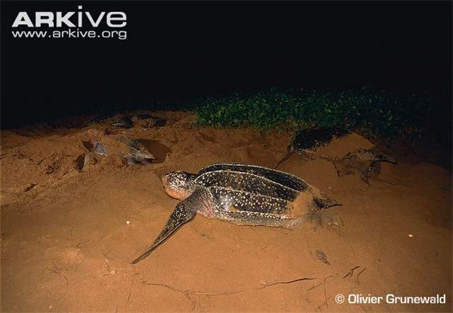世界海龟日丨你知道吗？存在2亿多年的海龟，已濒临灭绝…… · 