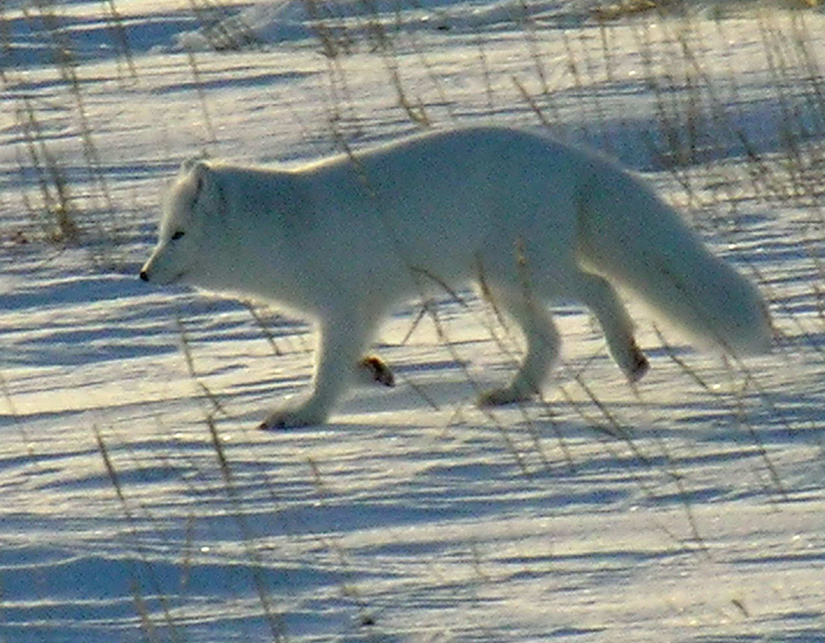 Polarfuchs_1_2004-11-17.jpg