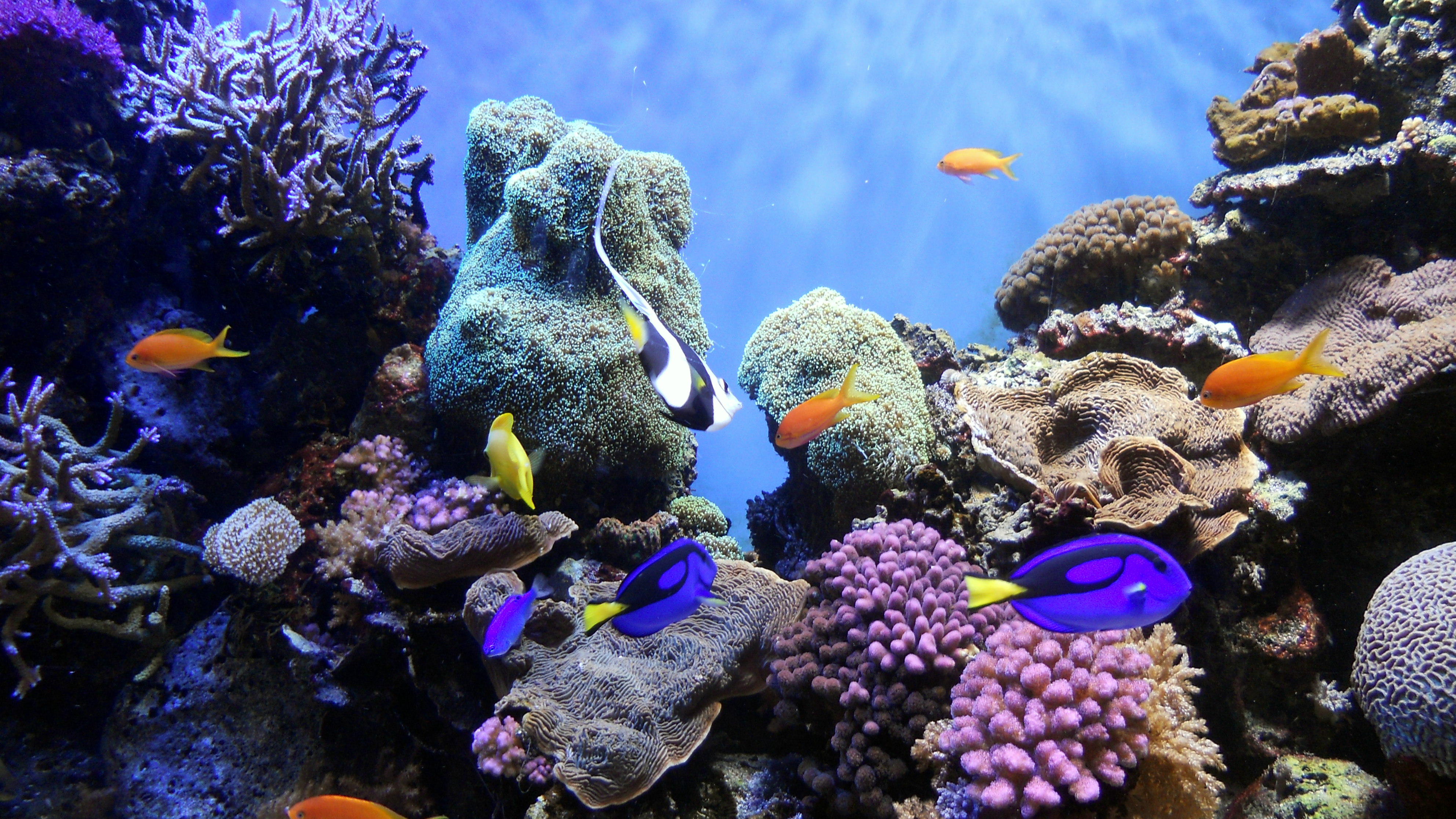 图6：珊瑚礁栖息着多种多样的生物（来源：Wikipedia）.jpg