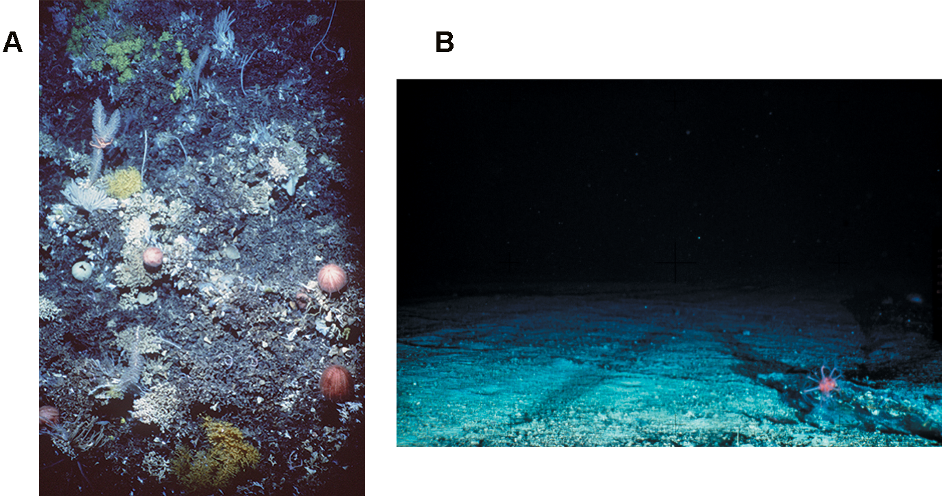 图8：(A) 未进行拖网捕捞的海底山上的珊瑚群落。(B) 拖网捕鱼的海底山暴露的基岩。两者均位于地表以下 1,000–2,000 米处（来源：Wikipedia）.png
