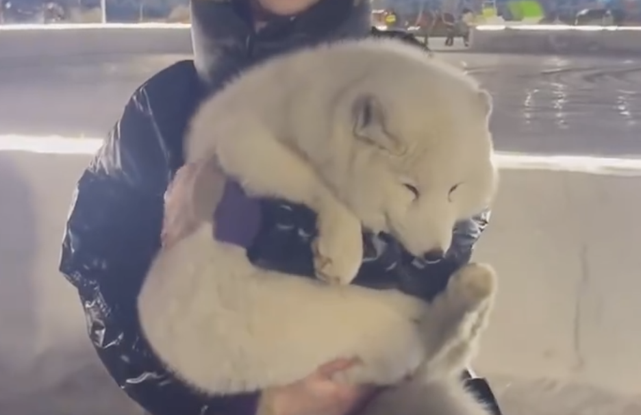 圖片