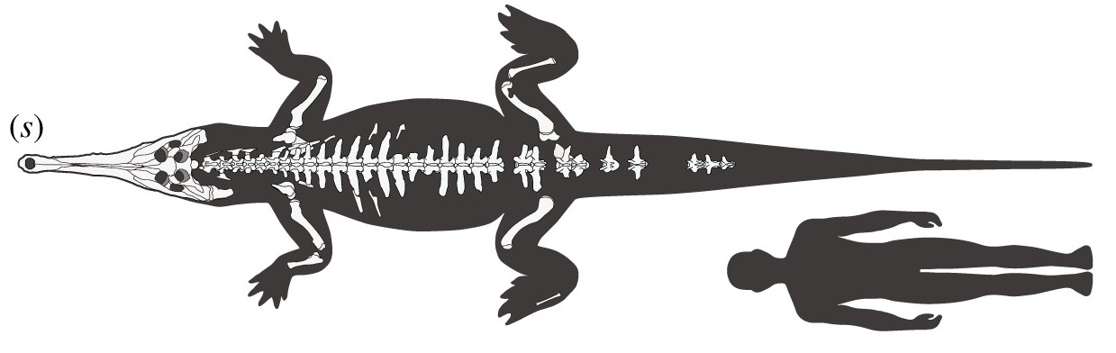 Hanyusuchus_size.jpg