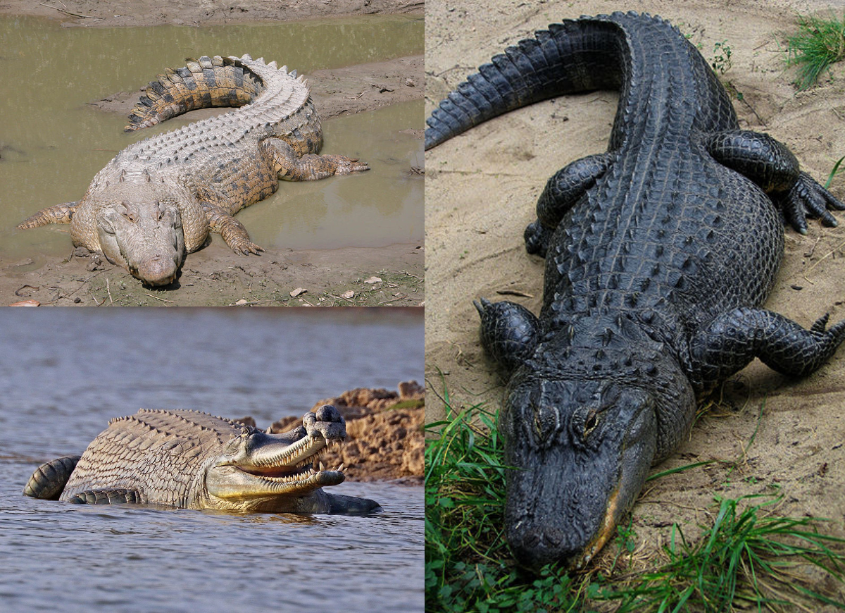 Crocodilia_montage.jpg