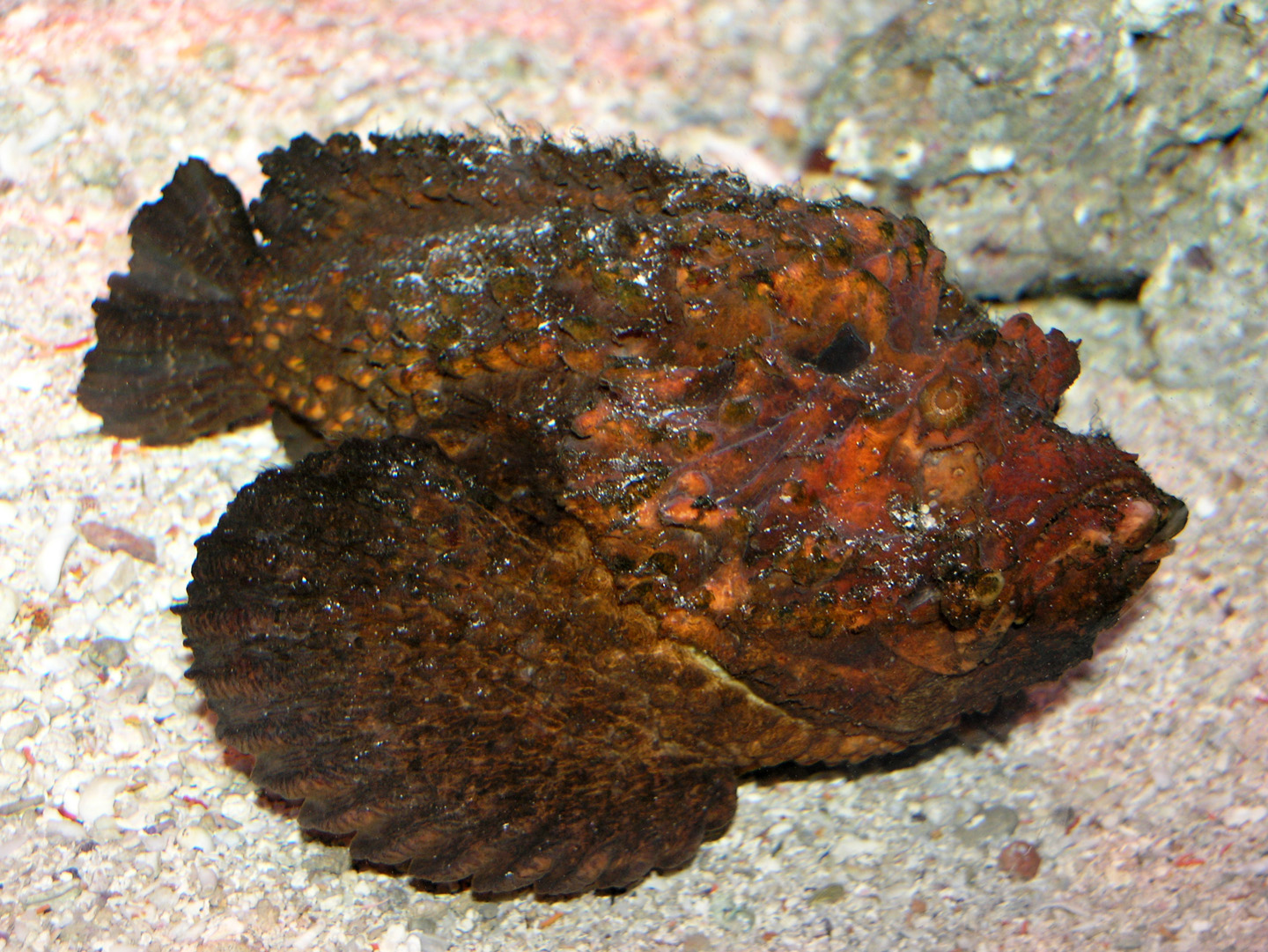 玫瑰毒鲉(图片来源:wikipedia)(5)魟这是一类能刺伤人类的软骨鱼类,也