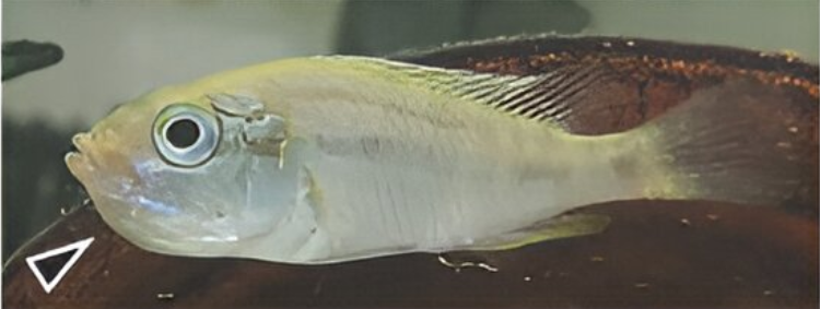 圖片
