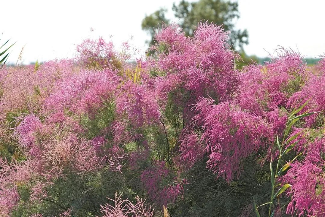 柽柳新枝细长如柳条，开花时粉红遍野，在茫茫的戈壁滩上形成壮观亮丽的风景  叶喜阳摄.jpg