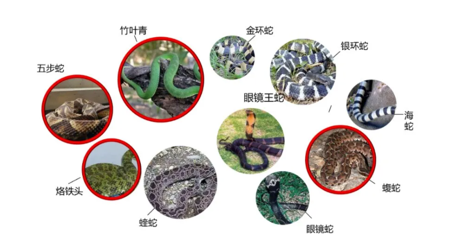 常見毒蛇.png