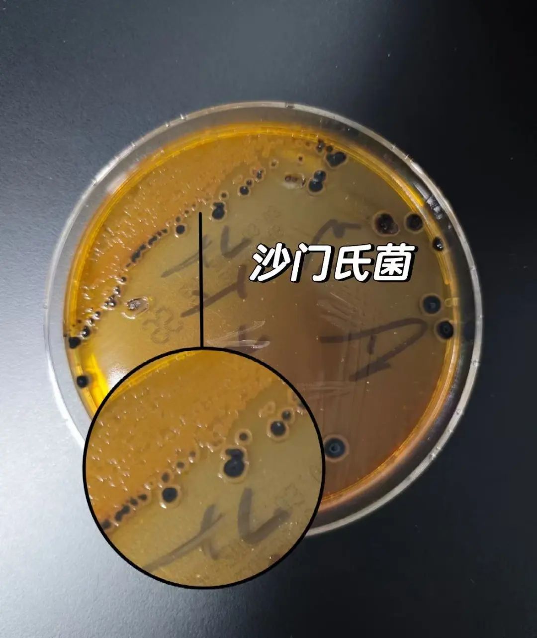 鸡蛋3.jpg