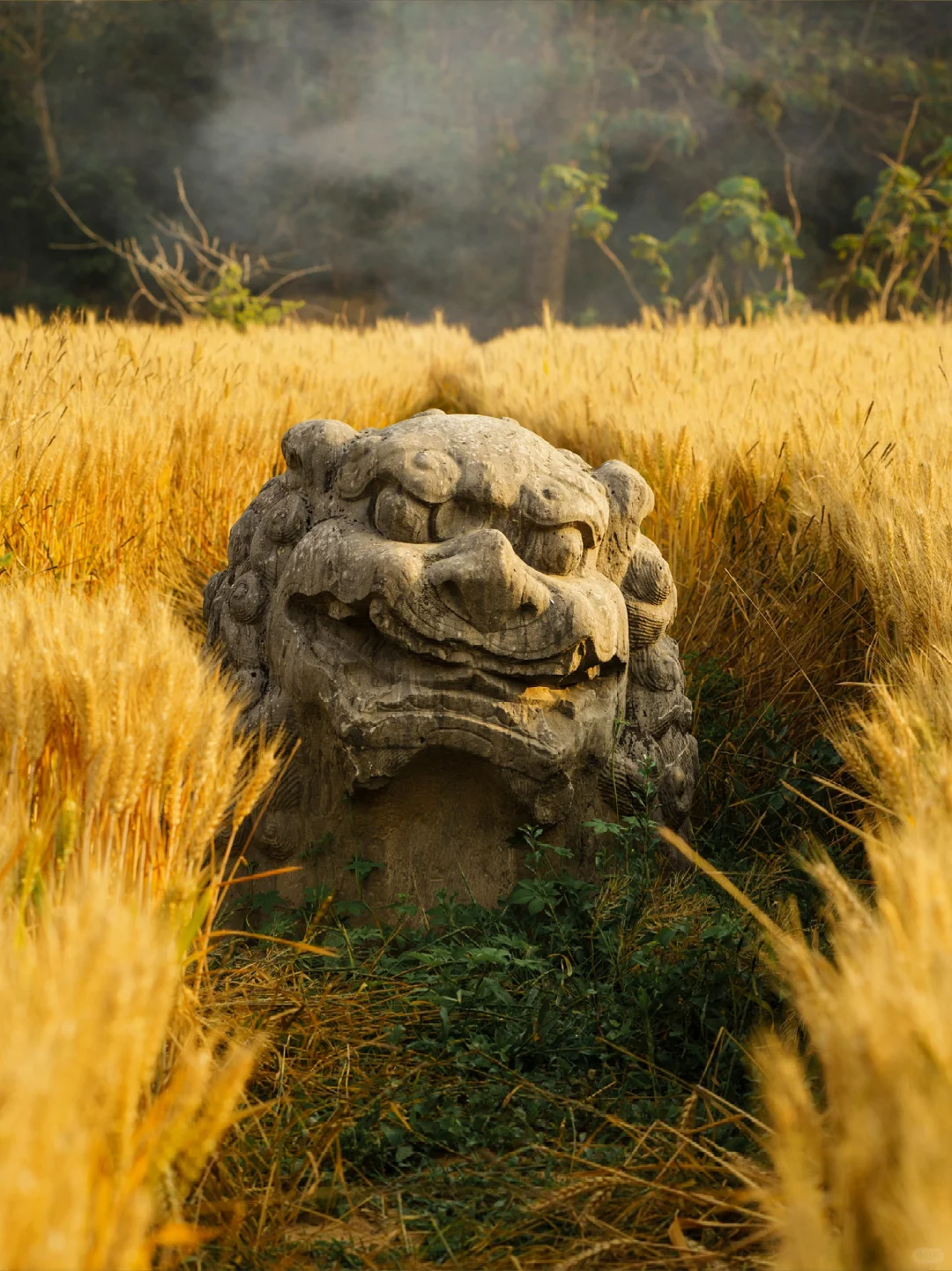 “宋陵麦收”火了！千年石刻与麦田如何共生？-第1张图片-大猪科技网