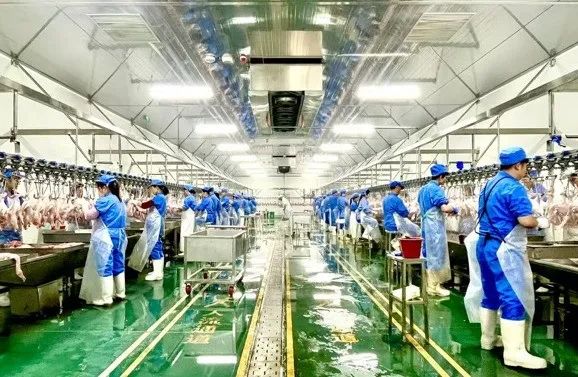 为什么一只活鸭上百元，一只烤鸭只要25元？-第2张图片-大猪科技网