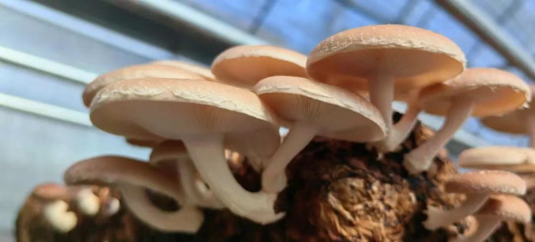 菇“上新”了！我国首个小香蕈新品种通过鉴定-第3张图片-大猪科技网