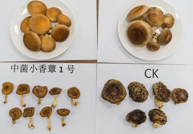 菇“上新”了！我国首个小香蕈新品种通过鉴定-第4张图片-大猪科技网