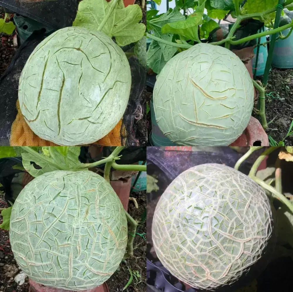 哈密瓜的纹路是肥胖纹？第一次和水果共情了......-第2张图片-大猪科技网