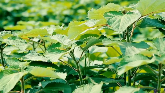 “夏布”如何一枝独“绣”？麻布与蚕丝“合作” ｜古代避暑神器系列①-第1张图片-大猪科技网