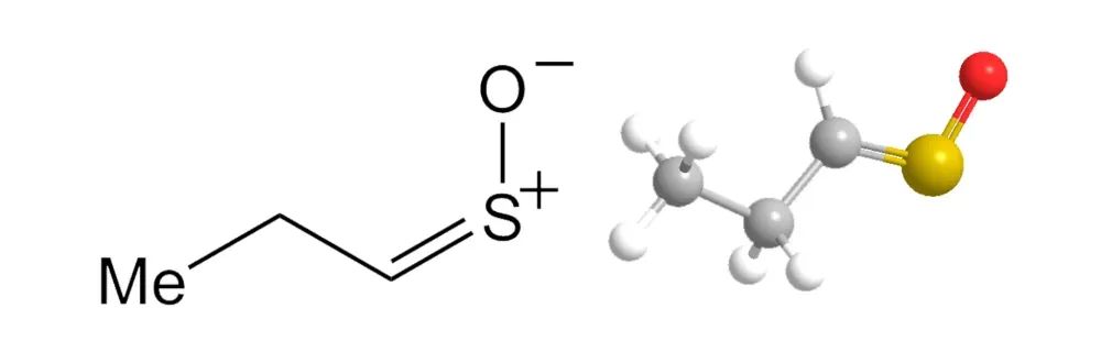 切洋葱为何热泪盈眶？科学家终于破解这个厨房谜案-第2张图片-大猪科技网