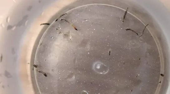 8岁女童持续呕出活虫！医生揪出元凶，可能你家也有→-第2张图片-大猪科技网
