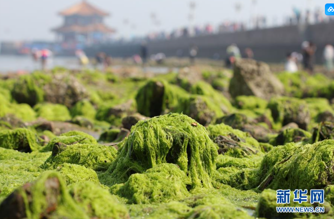 烟台海面变“草原”？让人“爱恨交织”的浒苔-第3张图片-大猪科技网