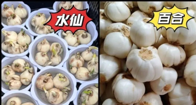 这种花养对美出圈，吃错进医院