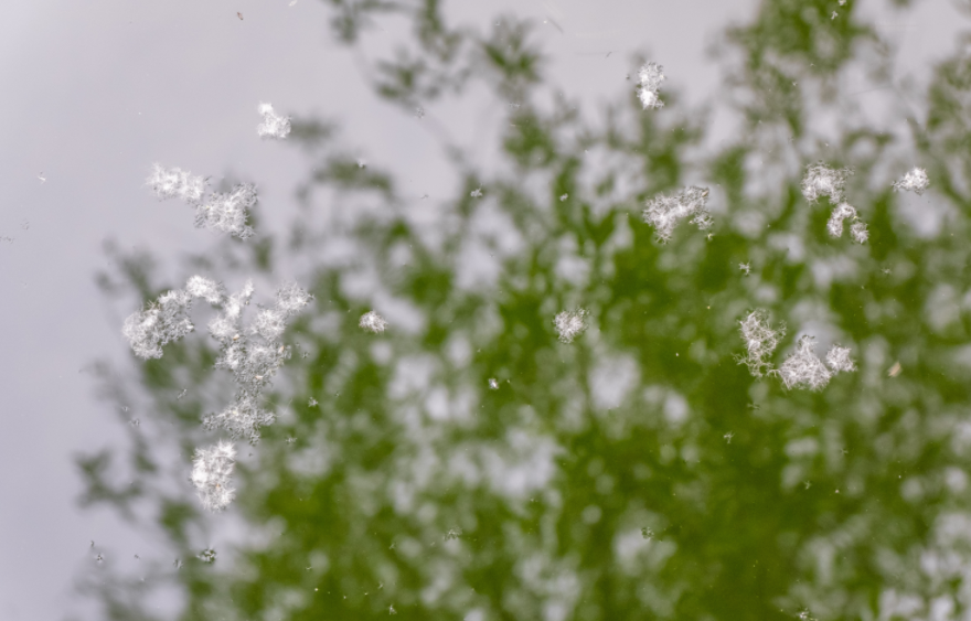 今年飞絮期提前了！如何防护？转发提醒易过敏的TA