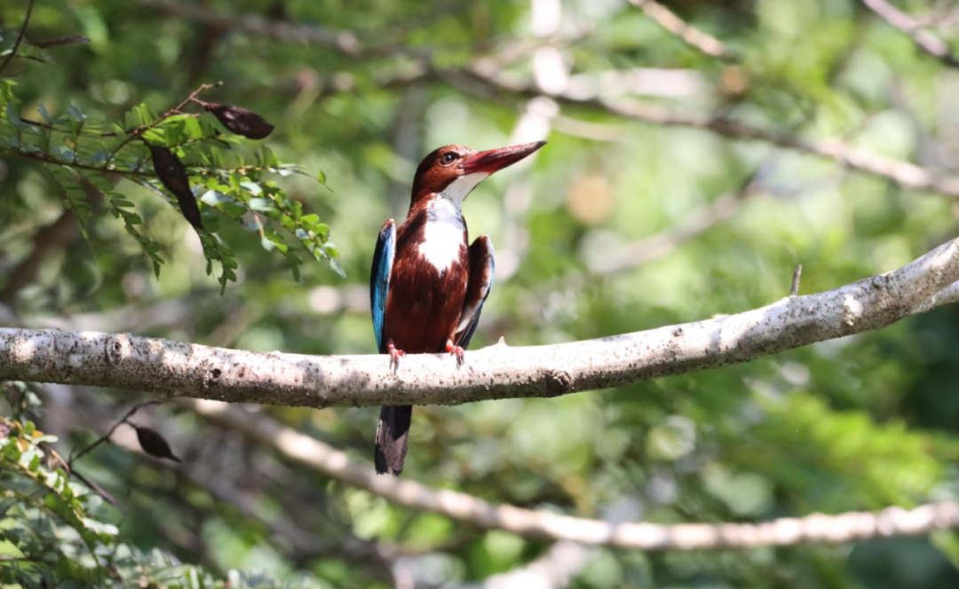 来打卡！你的第一只观鸟记录，是枝头的哪只小可爱？