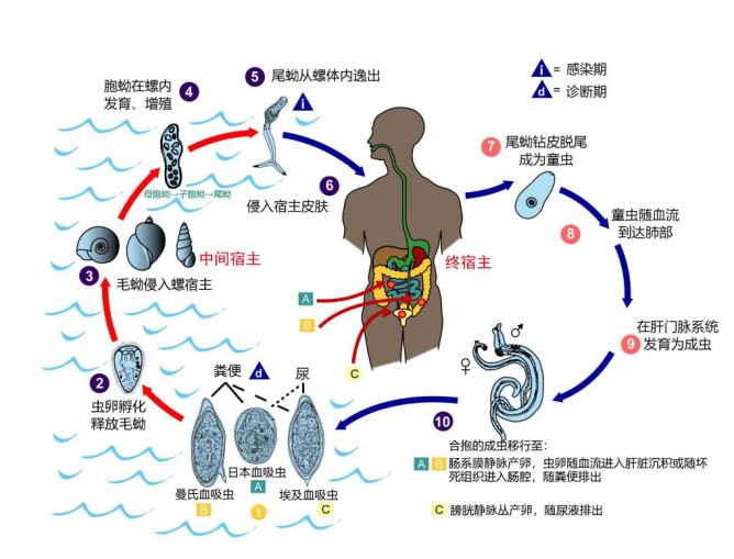 发现水边有这种东西千万躲开，有人因此得了血吸虫病！