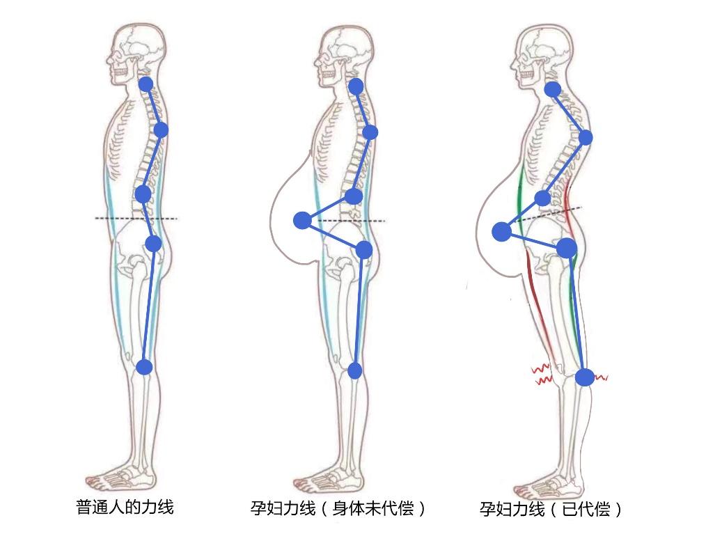 人体生物力线图片