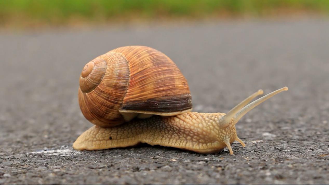 自然科普：蜗牛跑得慢，但“祸祸”农作物一点都不慢！