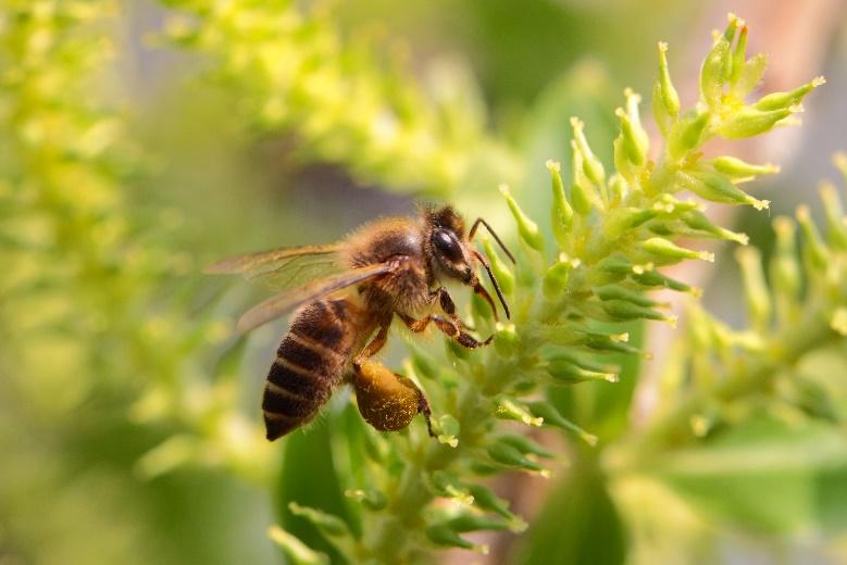 自然科普：当蜜蜂迁居到城市，人类可否“与邻为善？