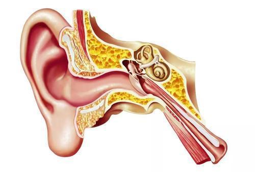 耳朵能影响味觉神经，让人听到味道？这是怎么一回事呢
