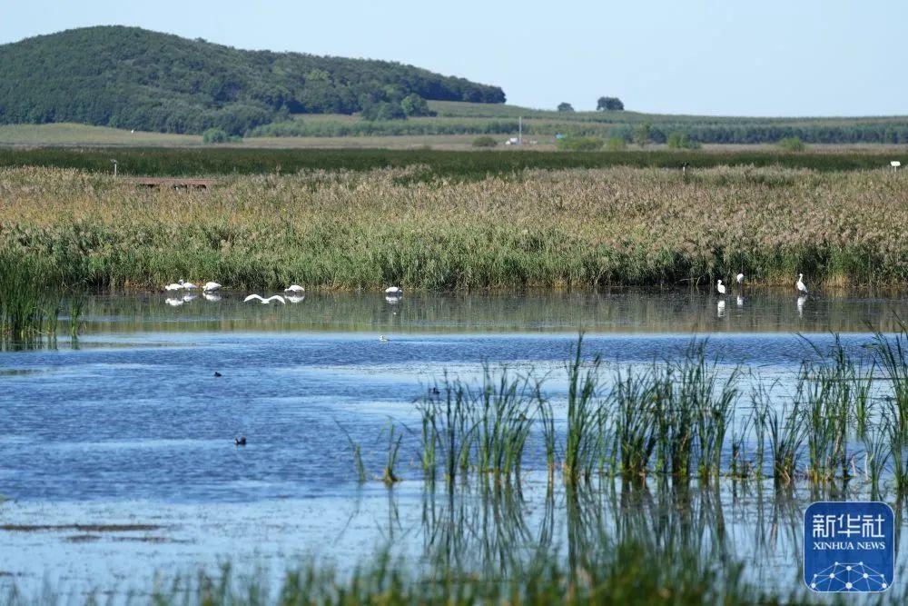 自然科普：湿地为何被称为“地球之肾”？