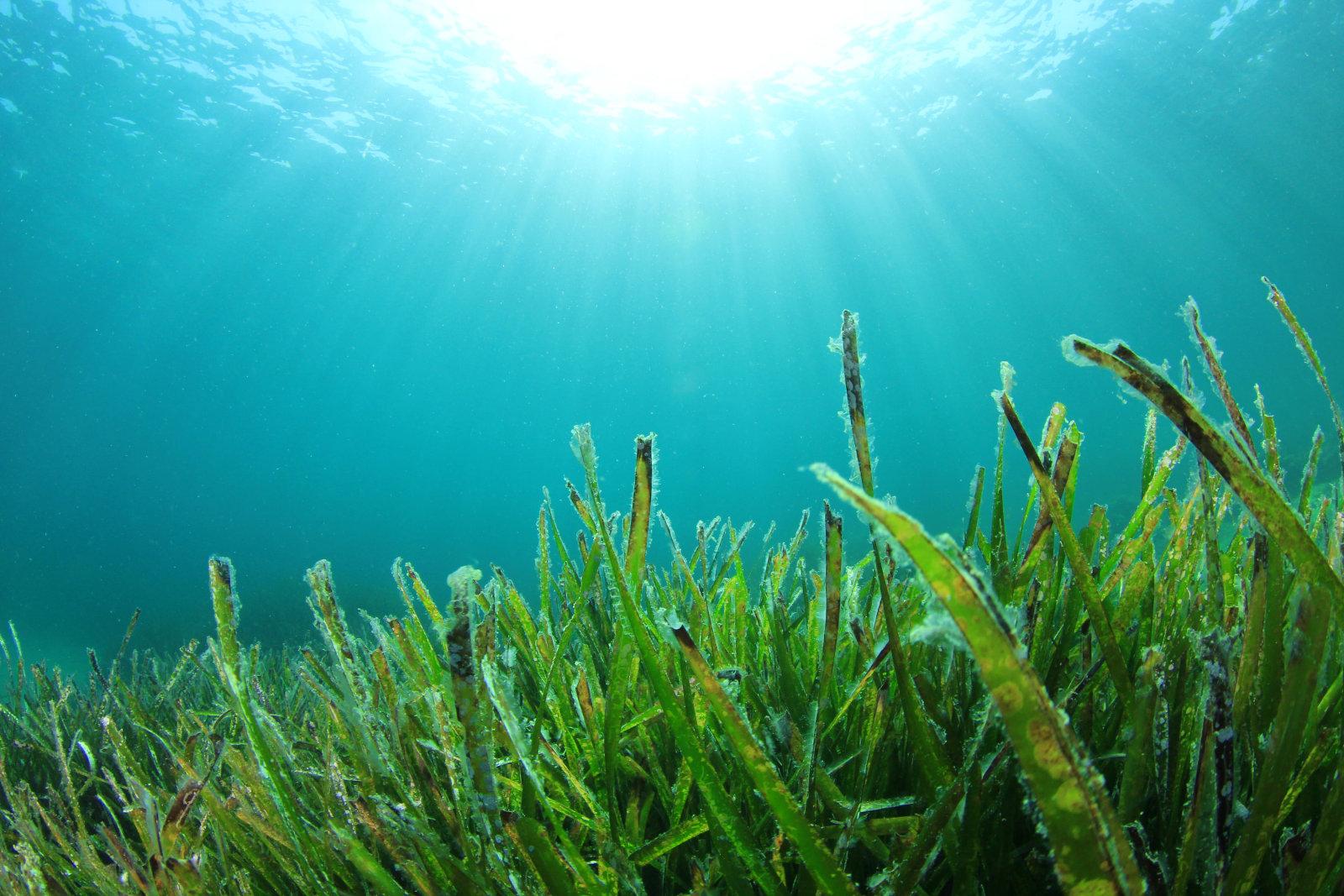 巨型海藻生长在海峡群岛附近高清摄影大图-千库网