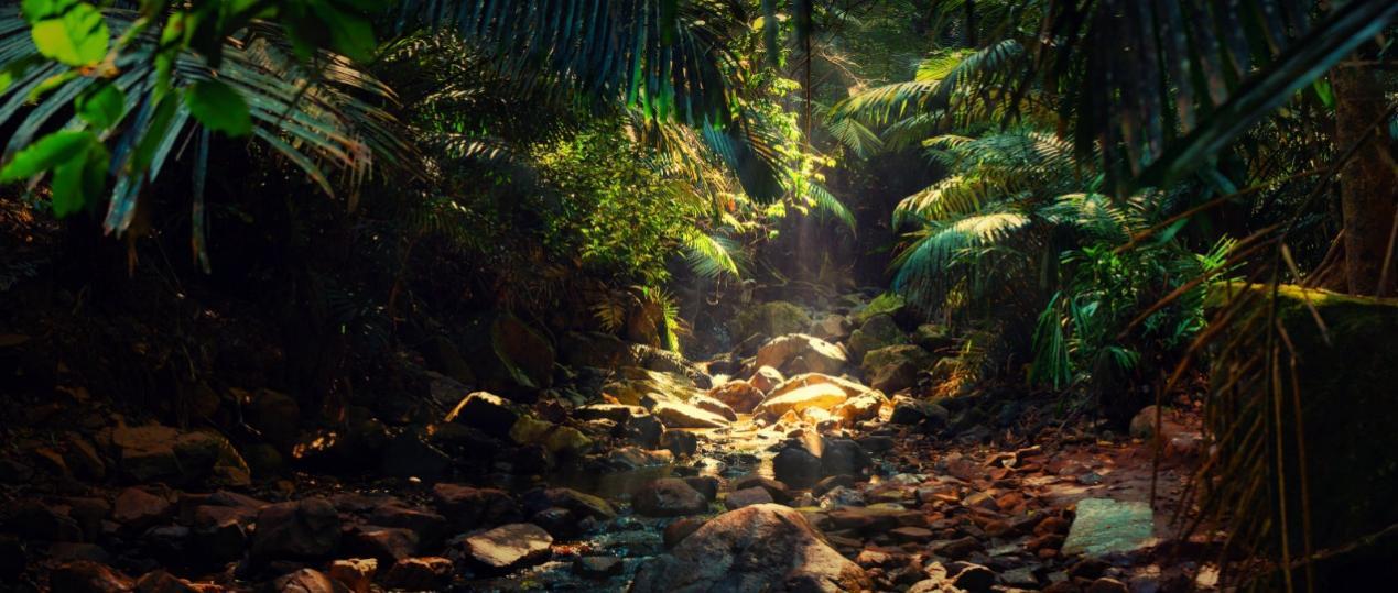 自然科普：热带雨林是若何成为“物种王国”？