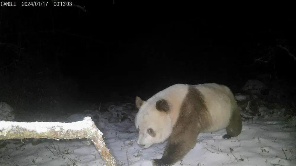 保护区内拍摄到的野生棕色大熊猫(图片来源:陕西长青国家级自然保护区