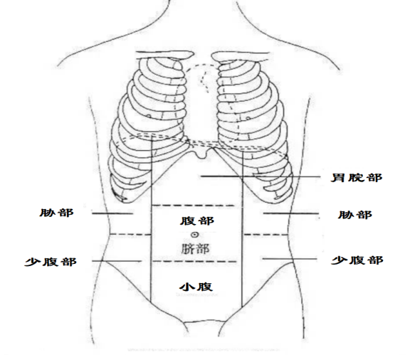 中西医将腹部按照各自的理论进行分区
