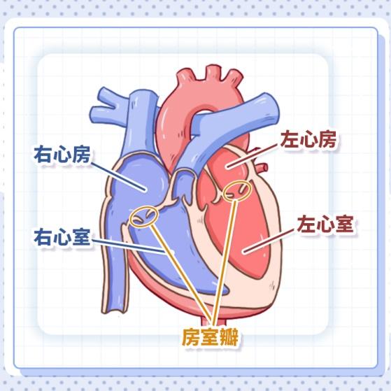 左心室，两个心室之间由室间隔隔开；正常心房和心室之间由房室瓣隔开。图1 原创版权图片，不授权转载所谓