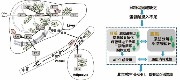 追根溯源！我科学家揭示新型H5N1禽流感病毒进化全貌