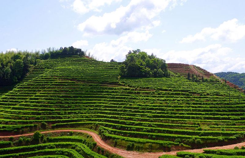 【科学种植百问百答】茶树受冻后如何护理复壮？