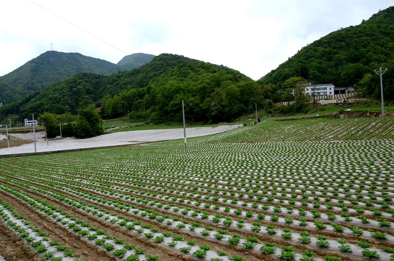 【科学种植百问百答】如何进行蔬菜反季节高效栽培？