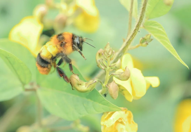 “杀人蜂”有多危险？可以打死吗？