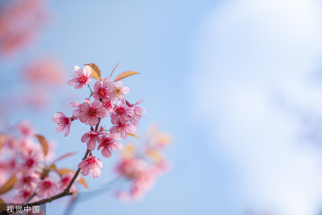 梨花、李花、樱花、桃花...都咋分辨？