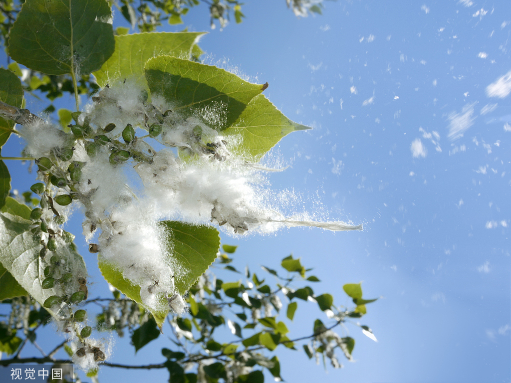 图解｜你还在为四月“下雪”而烦恼吗？一图告诉你怎么做最科学！