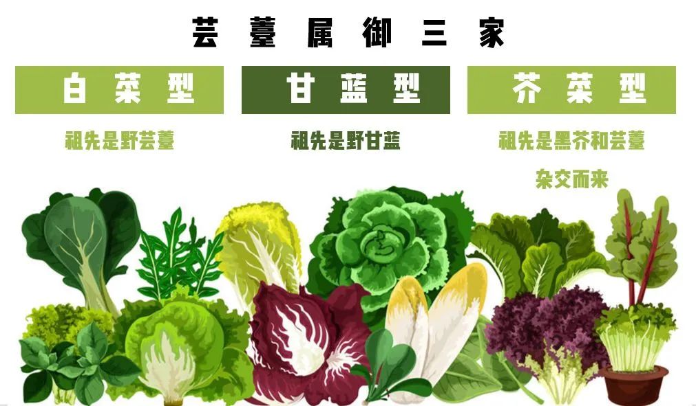 菜心不是青菜，但小白菜是青菜……这些菜名我搞不懂！